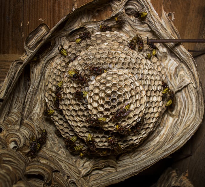 ハチ駆除新潟24時間対応｜スズメバチ巣の料金相場・即日対応業者選び