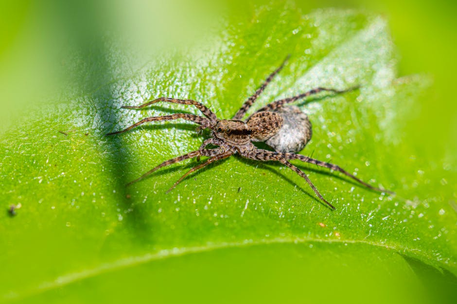 クモ駆除 仙台【24時間対応・料金相場・業者選びのコツ】
